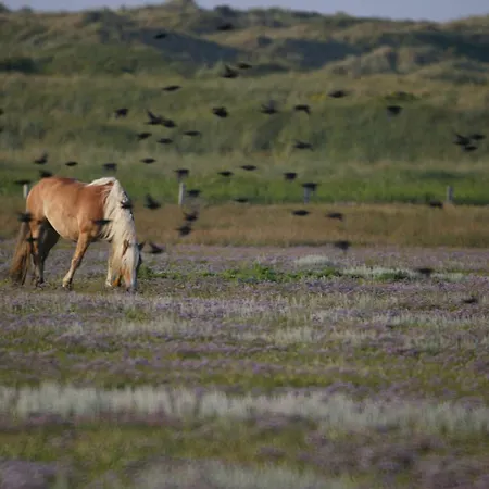 Semesterbostad Reethuus Nord *