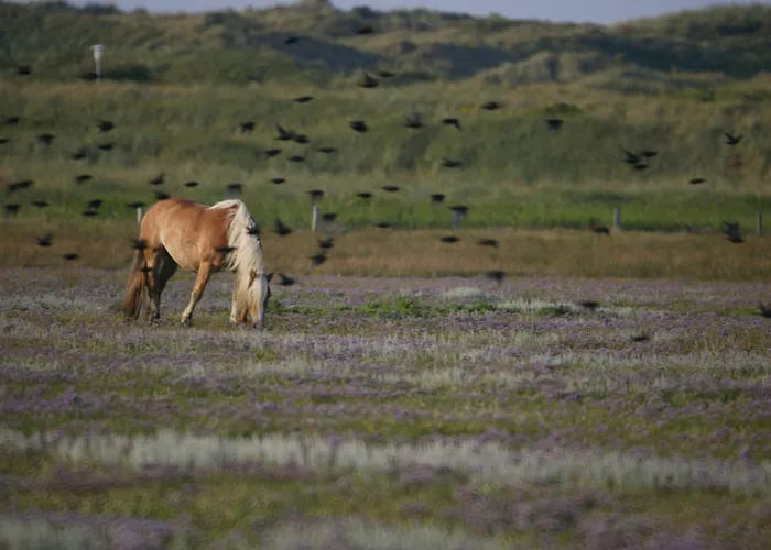 別荘 Reethuus Nord *