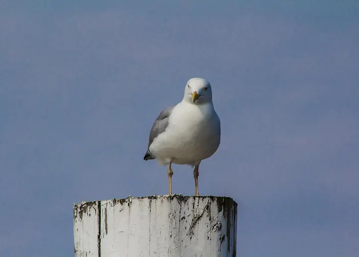 Reethuus Nord 別荘 *